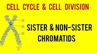 difference between sister & non sister chromatid , chromatin , chromosome neet 2023