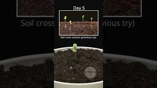 Growing lettuce from seeds at home time lapse #lettuce #timelapse