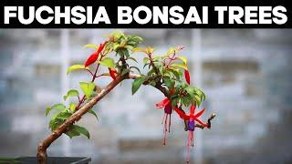 Fuchsia Bonsai Trees - Pruning and Shaping Ideas 