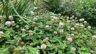 My Top 4 Easy Groundcover Perennials for Food Forest Gardening