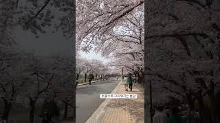 추워질수록 또 다시 봄날이 그립다