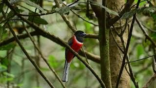 Malabar Trogon