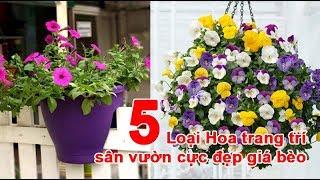 5 Loại Hoa trang trí sân vườn cực đẹp giá bèo