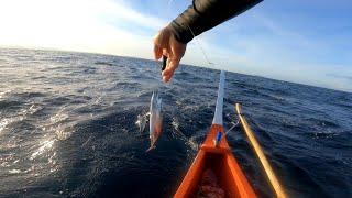 SKIPJACK TUNA TRADITIONAL HANDLINE FISHING I 2GLEG TV I 02/20/2022