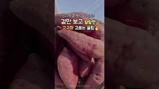 겉만 보고 달달한 고구마 고르는 꿀팁