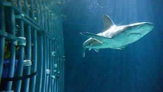 Swimming With Sharks At Point Defiance Zoo! (Washington )