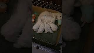 Puppies nursing 12:25:21 -Bichon Frise Puppies