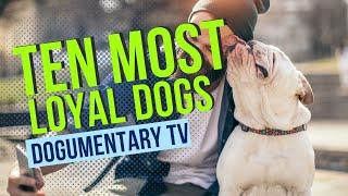 DOGUMENTARY TV'S TEN MOST LOYAL DOG BREEDS