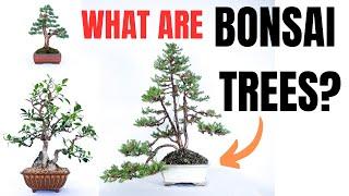 What Are Bonsai Trees? - Explained