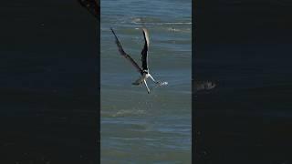 Crazy Osprey steals hooked bait from fisherman! #bird #wildlife #ospreys #birds #eagles