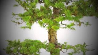 Powerful Mature European Larch Outdoor Bonsai - 30 years - Excellence Range OD2391