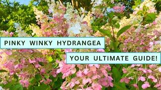 How To Grow And Care For Pinky Winky Hydrangea: Your Ultimate Guide