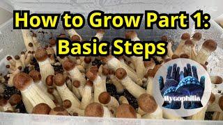 How To Grow Mushrooms At Home in 2024: The Basic Steps (Mushroom Mastery Series Ep.1, Mycology)