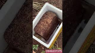 MUA 1 ĐƯỢC 4 - VIÊN NÉN XƠ DỪA TRỒNG CÂY