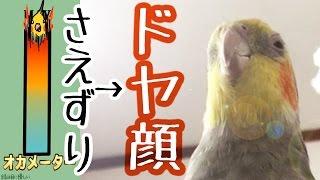 まったりしていたオカメインコが覚醒→ドヤァ