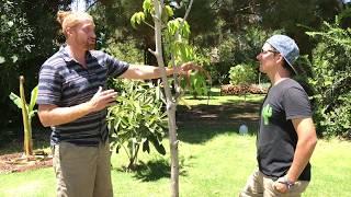 Growing a Mango Tree in Phoenix in Summer