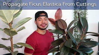 How to Repot and Propagate Your Rubber Plant | Ficus Elastica Houseplant