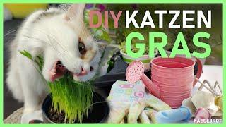 Katzengras selbst anbauen - So einfach geht's