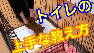 子犬のしつけ　（トイレトレーニング） 3ヶ月までのおしっこのしつけ 【子犬 しつけ方】