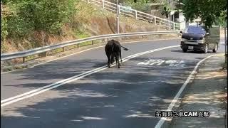 [車CAM直擊] 花生系列  牛牛喺路中心互片 唔知爭女定爭仔呢 客貨車見到都嚇到要倒車