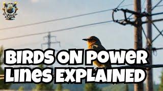 What's REALLY Happening to Birds on Power Lines?