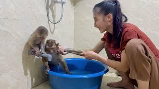 What happened to monkeys PiPi and TiTi when Mom was busy gardening?