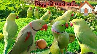 Green parrot sounds videos | Parrot Voice | Mitthu Ki Awaaz | Tanishu Singh Miniature