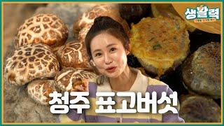 [생활력] 식탁을 풍성하게! 참나무에서 피는 맛있는 꽃  청주 표고버섯ㅣMBC충북ㅣ250311