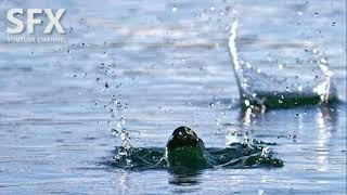 Stone falling into water sound effect