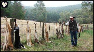 How Australian Farmers Deal With Wild Dingo Dogs Attacking Livestock