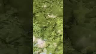 Unexpected situation in Sibillini National Park. Snake in the river!