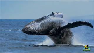 Whale Watching in the Samana Bay, Dominican Republic by Silven International