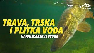 Varalicarenje Stuke - Trava, trska i plitka voda / Pike Fishing in Shallow Water