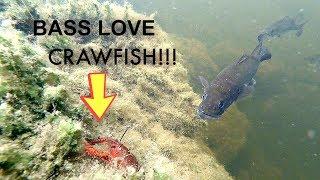 Bass Love Crawfish! | Underwater Footage