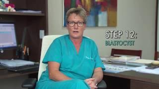 The Barbados IVF Experience -  Step 12 - Blastocyst