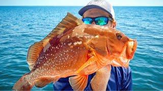 Red Grouper Catch Clean Cook Tampa Bay Offshore Bottom Fishing