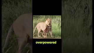 Newborn Gazelle Mistakes Lioness for Mother | Unbelievable Wildlife Encounter Caught on Camera