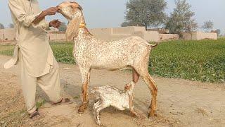 makhi cheeni baccho wali bakriyan Ajmal goat farm Hasilpur 03086171529