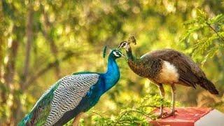 Peahen and peacock feeding in my hand || peacocks pair || mor or morni