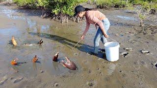 Fearless Woman Catches Giant Mud Crabs in the Swamp after Water Low Tide