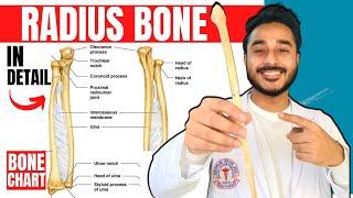 radius bone anatomy 3d | anatomy of radius bone attachments anatomy | bones of upper limb