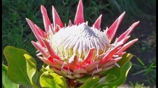 Протея крупноголовая (Protea coronata)