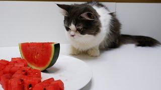 Cats Vs Watermelon