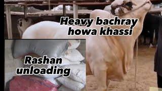 3 Heavy Bachro Ko Khassi Kardia | Rashan Ki Unload | Boss Cattle Farm