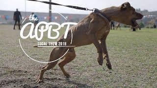 2018 ADBA AMERICAN PITBULL TERRIER SHOW