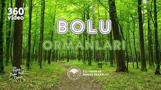 Bolu Ormanlarımız 360°