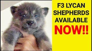 Lycan Shepherd Puppies Available NOW!! - F3 Lycan Shepherds at 4wks