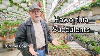 Quick greenhouse peek and info on the Haworthia succulents group.