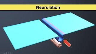 Neurulation - Neural Tube formation - Third Week Embryology