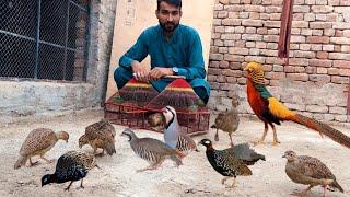 Ground Birds ka Farm, kala Teetar, Chand Chakor, Dakhni Teetar, Pheasant Farming, Hsn Entertainment